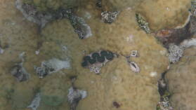 Giant Clam.