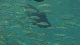 Napoleonfisch; Tauchgang in Passe Tumakohua.