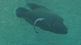 Napoleonfisch; Tauchgang in Passe Tumakohua.