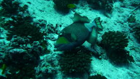 Triggerfish; Tauchgang in Passe Garuae.