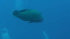 Napoleonfisch; Tauchgang in Passe Garuae.