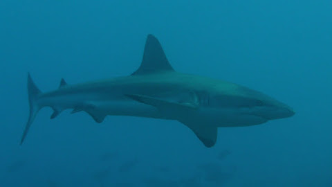 Fakarava, Tuamotus (F)