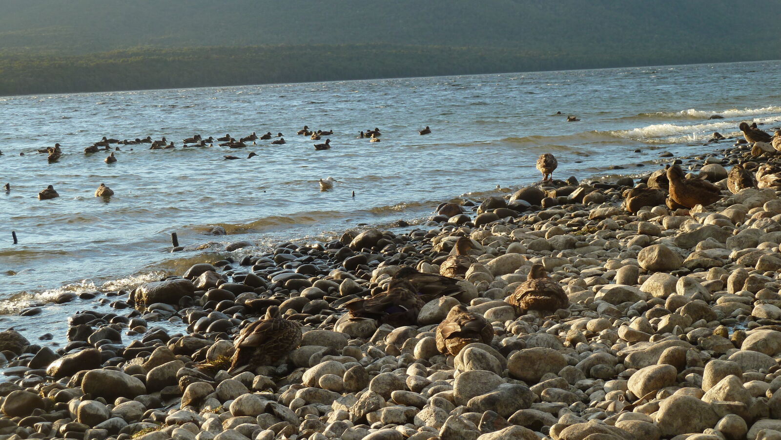 Lake Te Anau.
