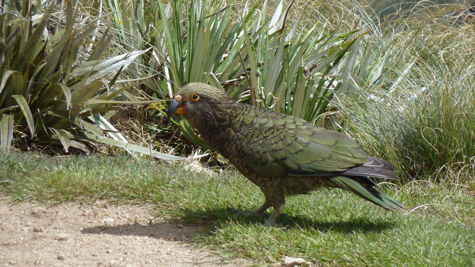 Kea beim Hanging Valley Shelter, Kepler Track, Tag 2.