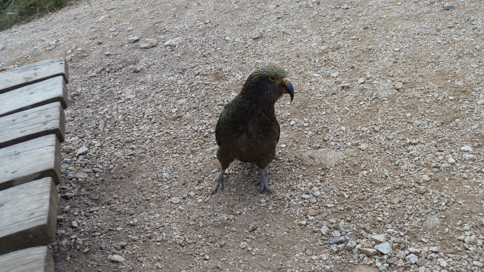 Kea beim Hanging Valley Shelter, Kepler Track, Tag 2.