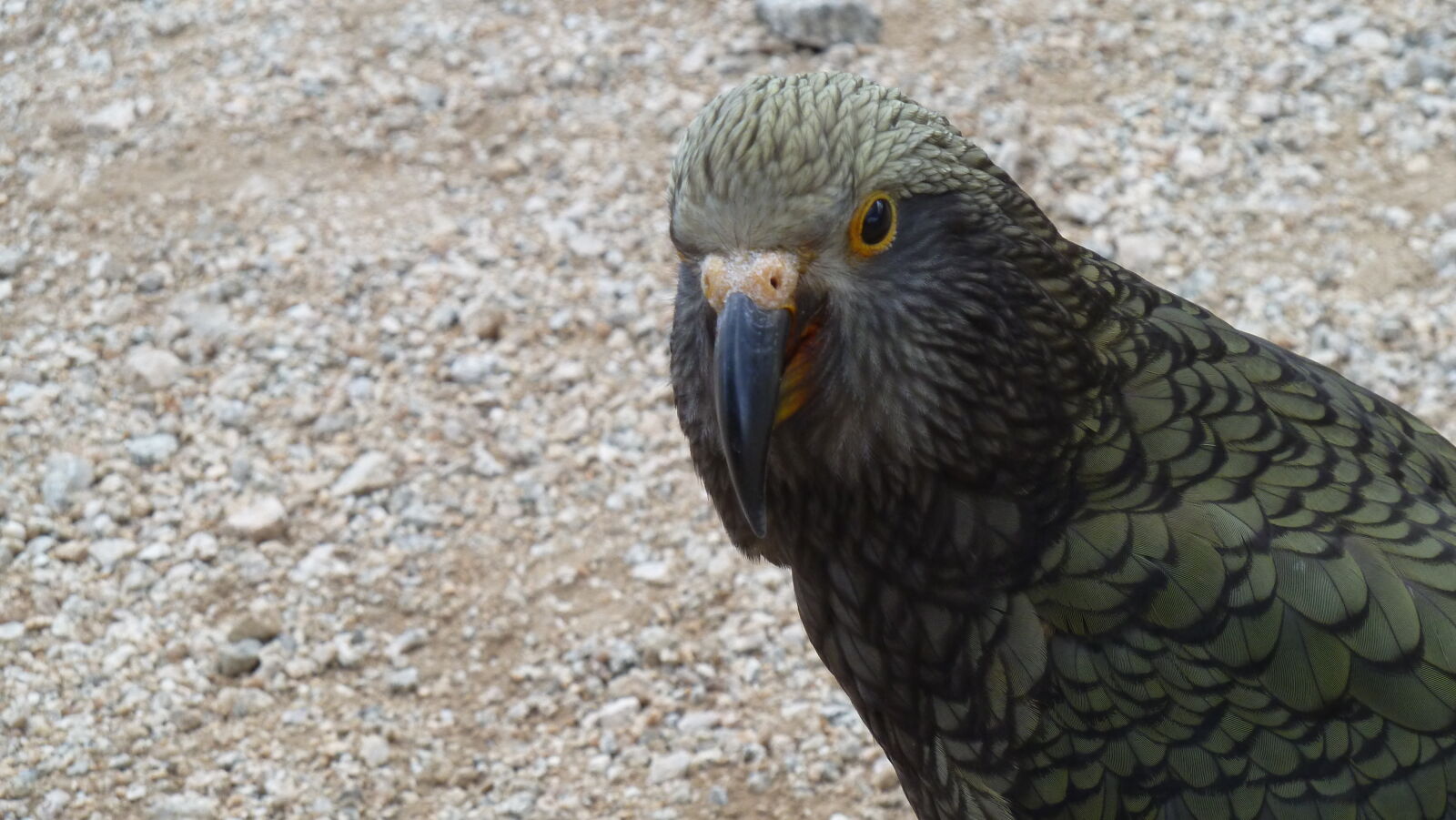 Kea beim Hanging Valley Shelter, Kepler Track, Tag 2.