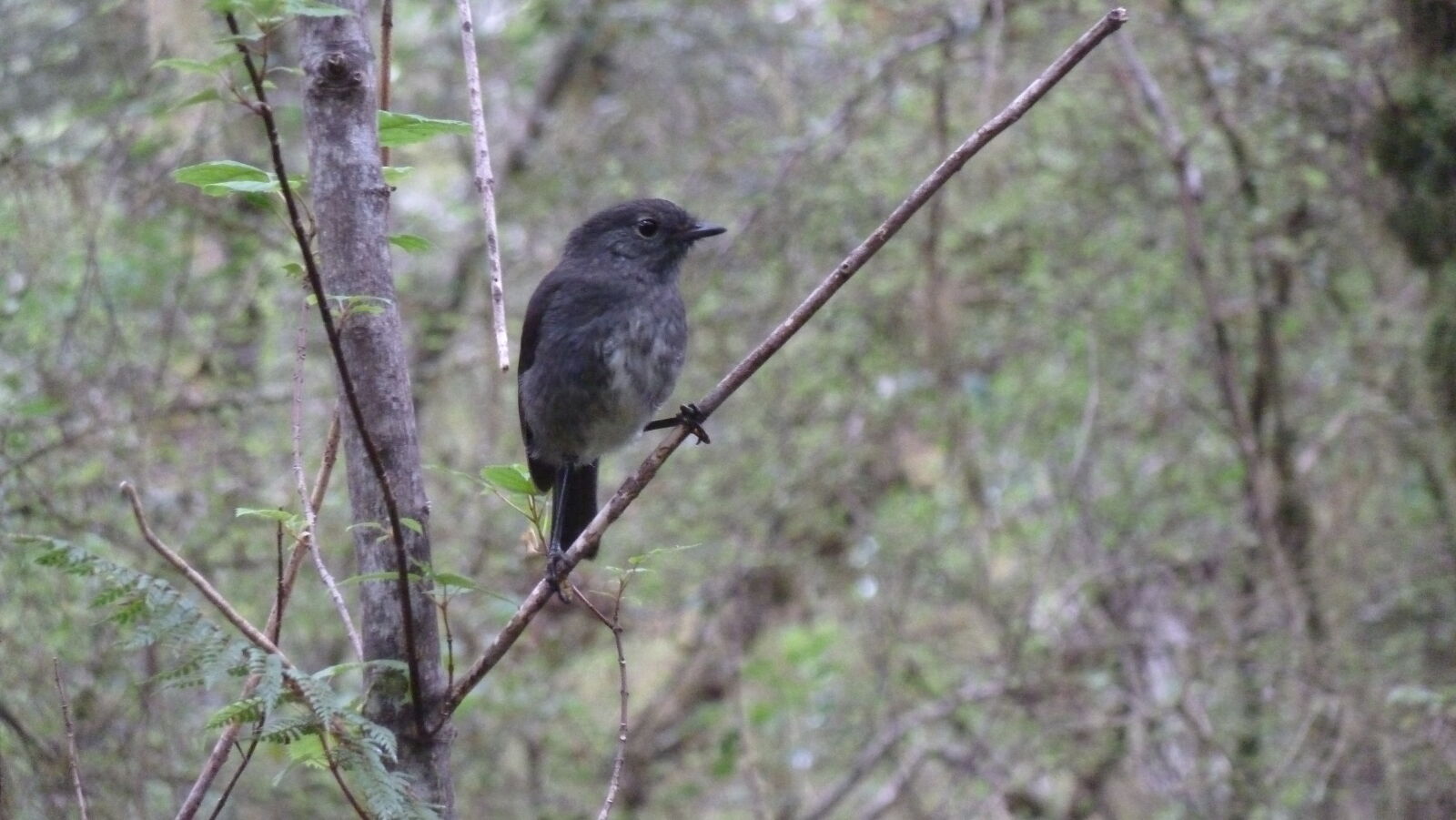 Robin, Kepler Track, Tag 3.