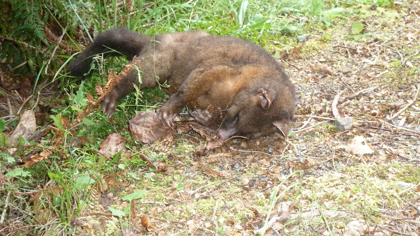 Totes Possum, Kepler Track, Tag 3.