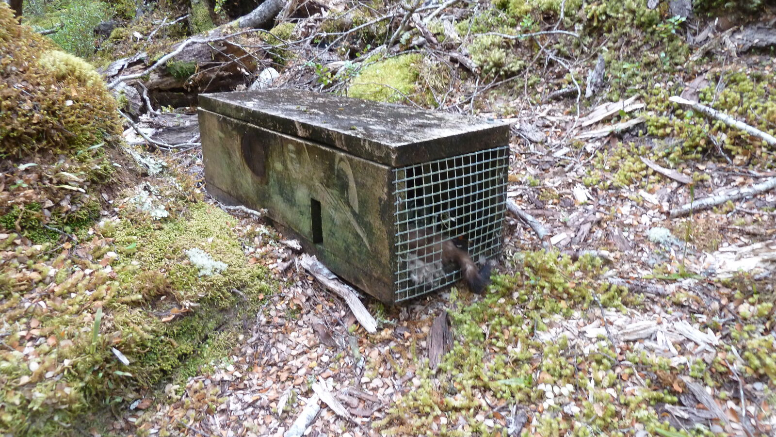 Toter Marder, Kepler Track, Tag 3.