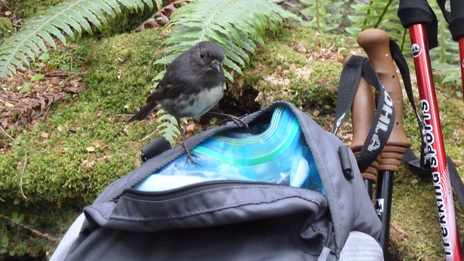 Robin, Kepler Track, Tag 3.