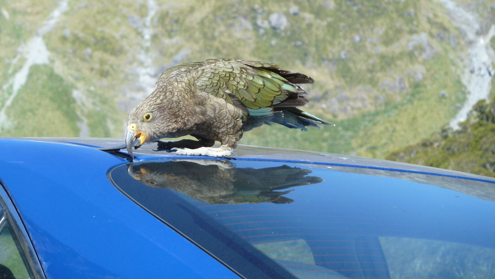 Kea.