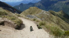 Keas beim Hanging Valley Shelter, Kepler Track, Tag 2.