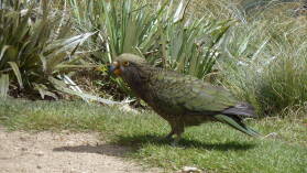 Kea beim Hanging Valley Shelter, Kepler Track, Tag 2.
