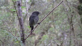 Robin, Kepler Track, Tag 3.