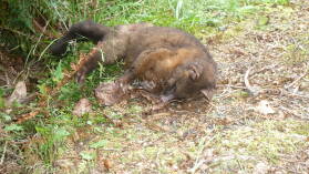 Totes Possum, Kepler Track, Tag 3.