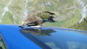 Kea.
