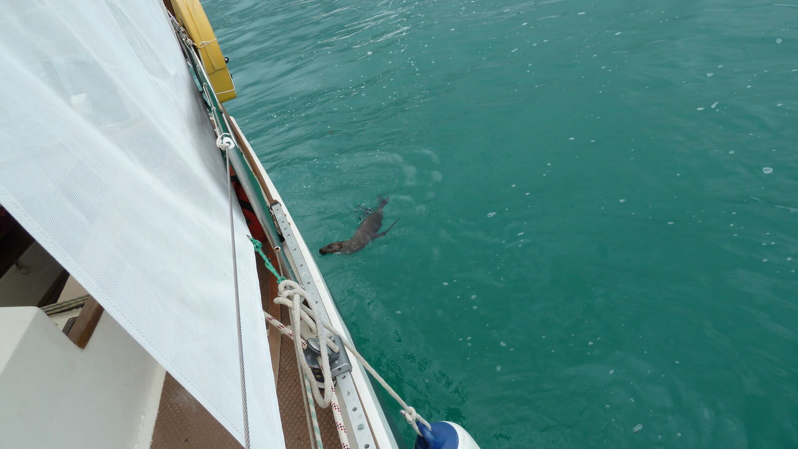 Seelöwe in Puerto Baquerizo Moreno, San Cristobal.