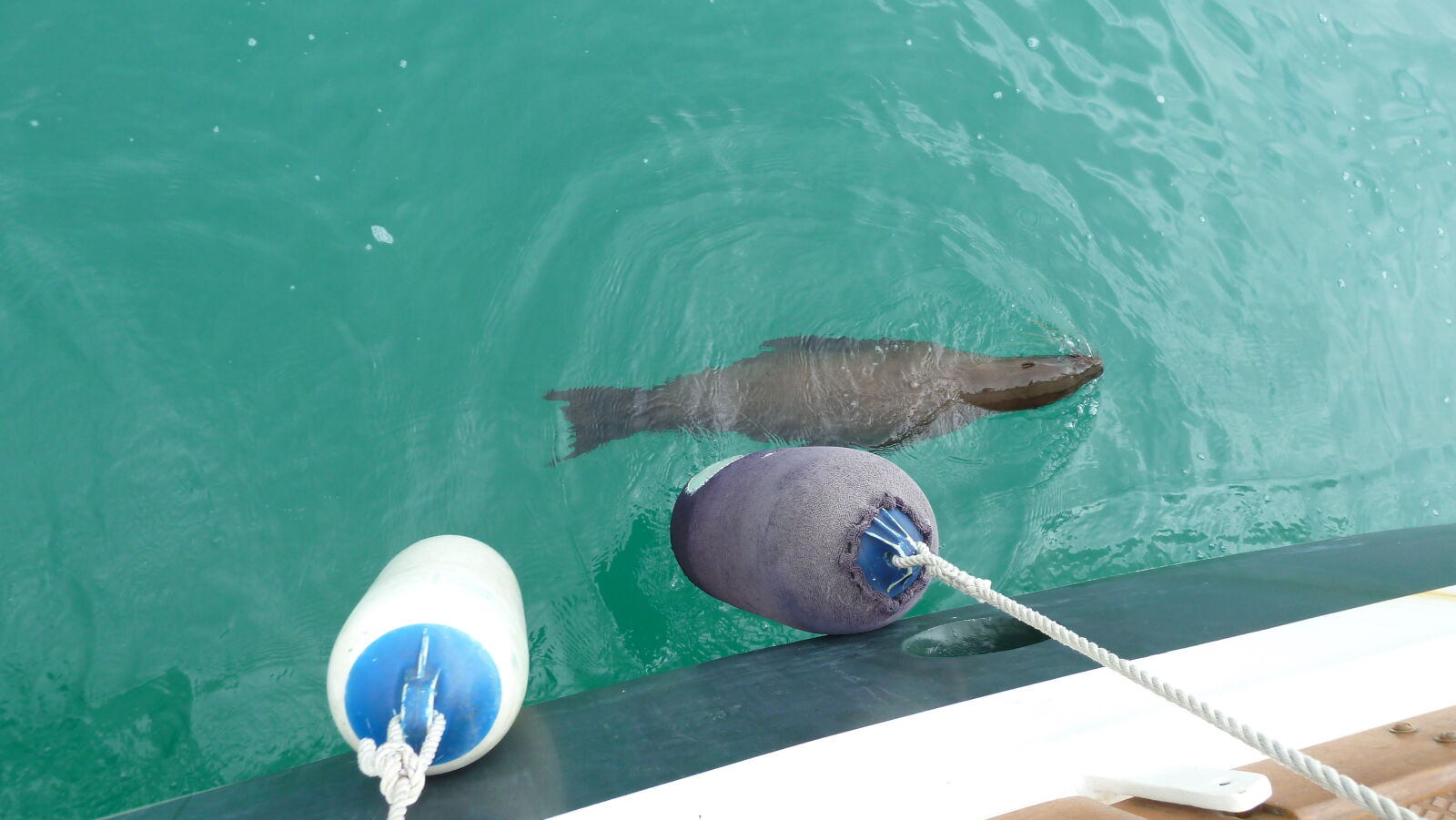 Seelöwe in Puerto Baquerizo Moreno, San Cristobal.