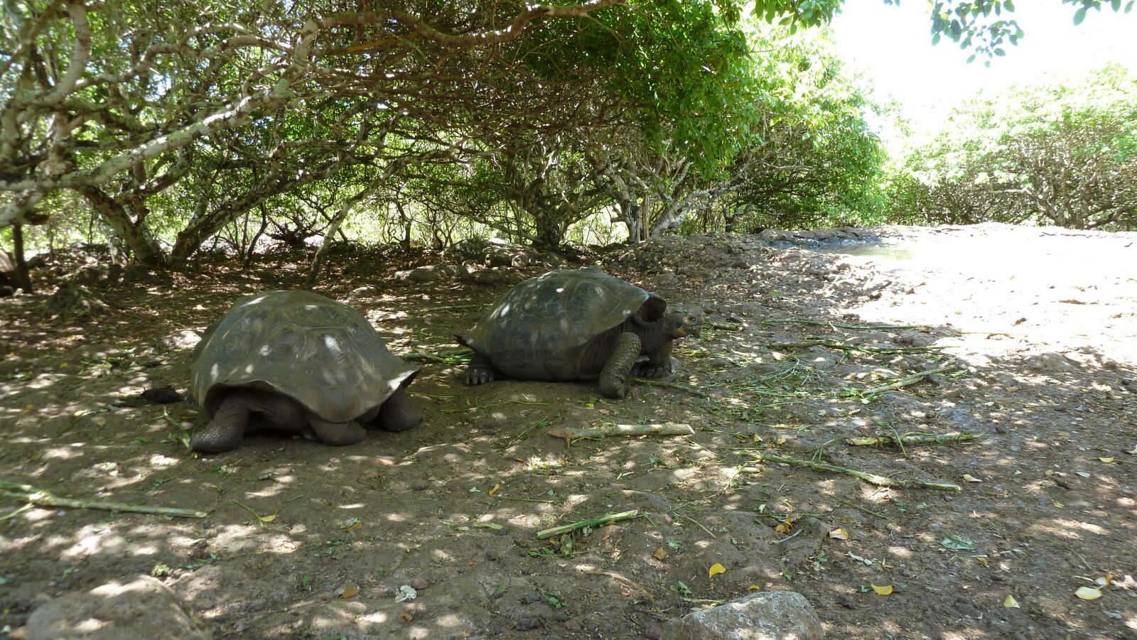 Galapaguera de Cerro Colorado, San Cristobal.