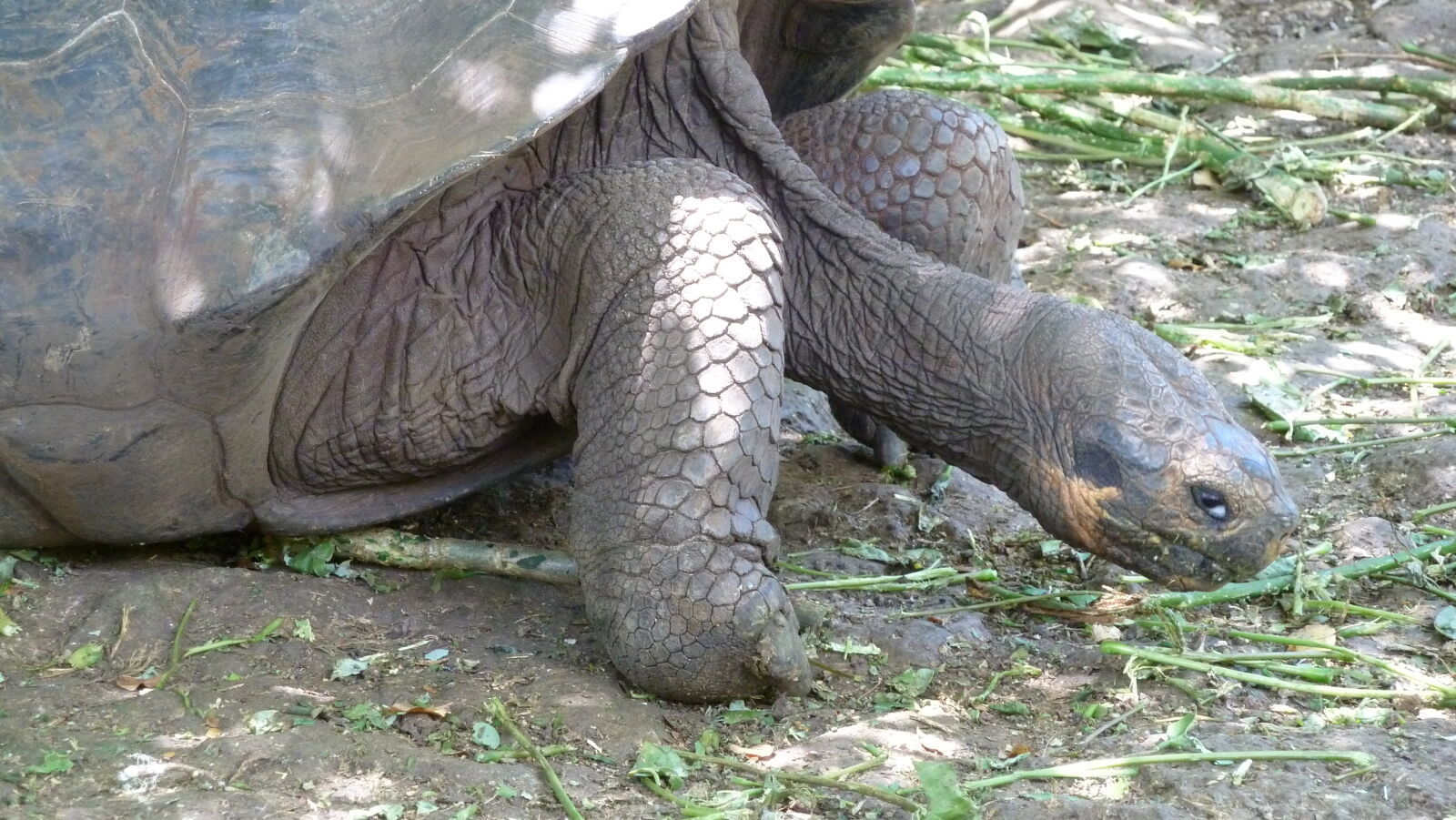 Galapaguera de Cerro Colorado, San Cristobal.