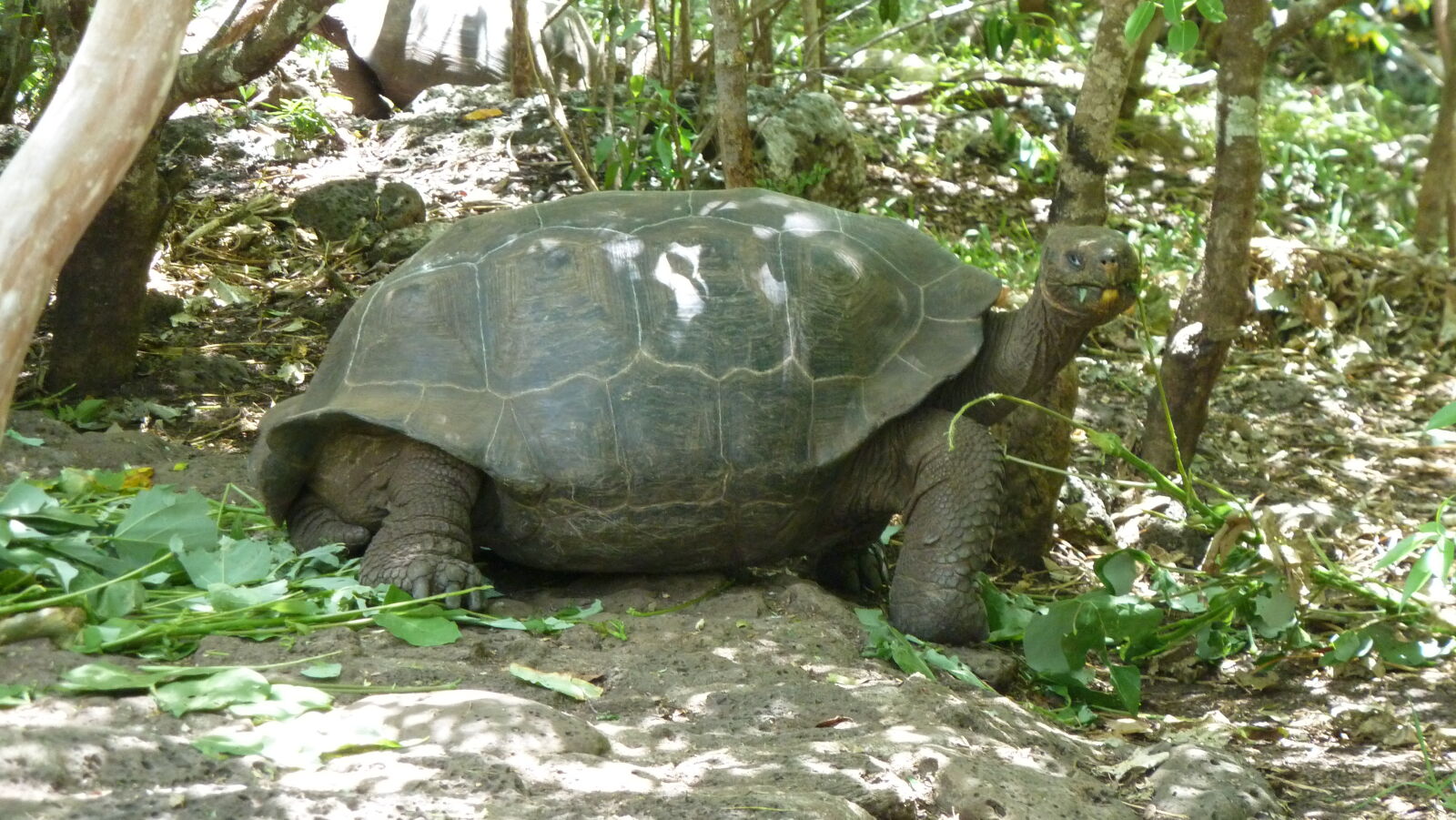 Galapaguera de Cerro Colorado, San Cristobal.