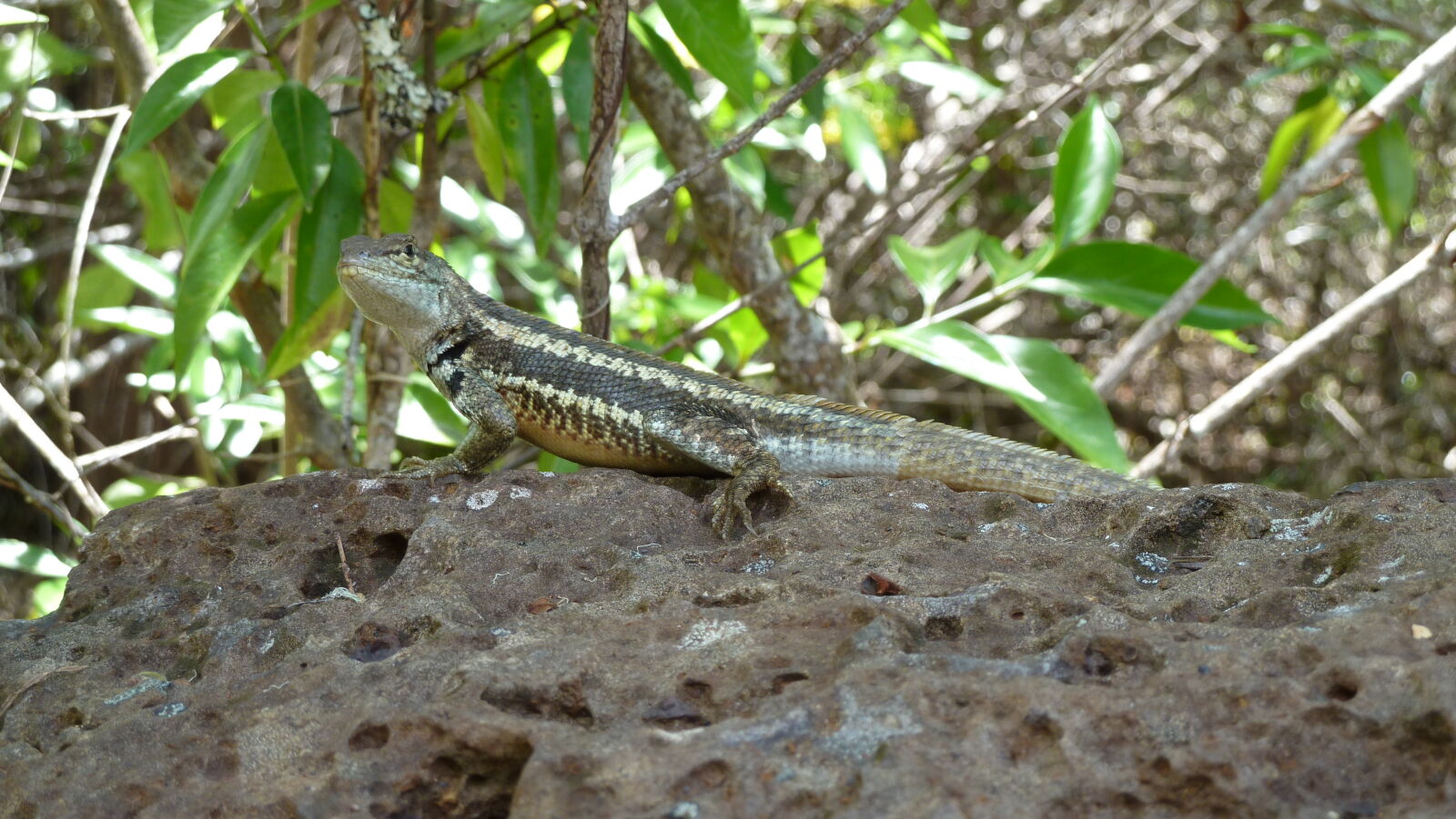 Galapaguera de Cerro Colorado, San Cristobal.