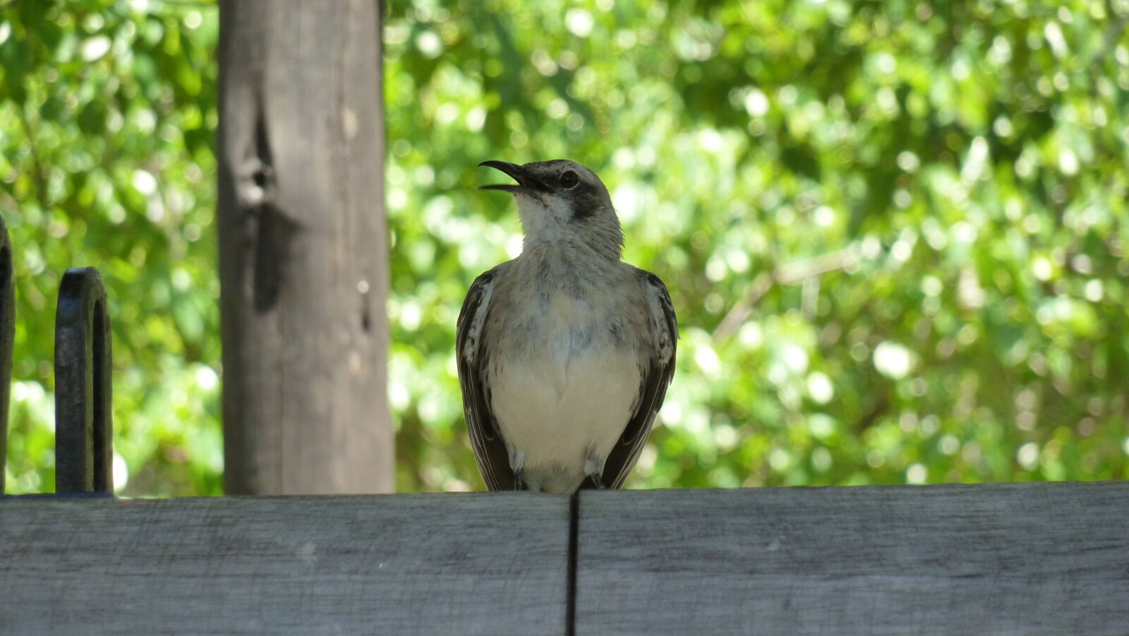 Galapaguera de Cerro Colorado, San Cristobal.