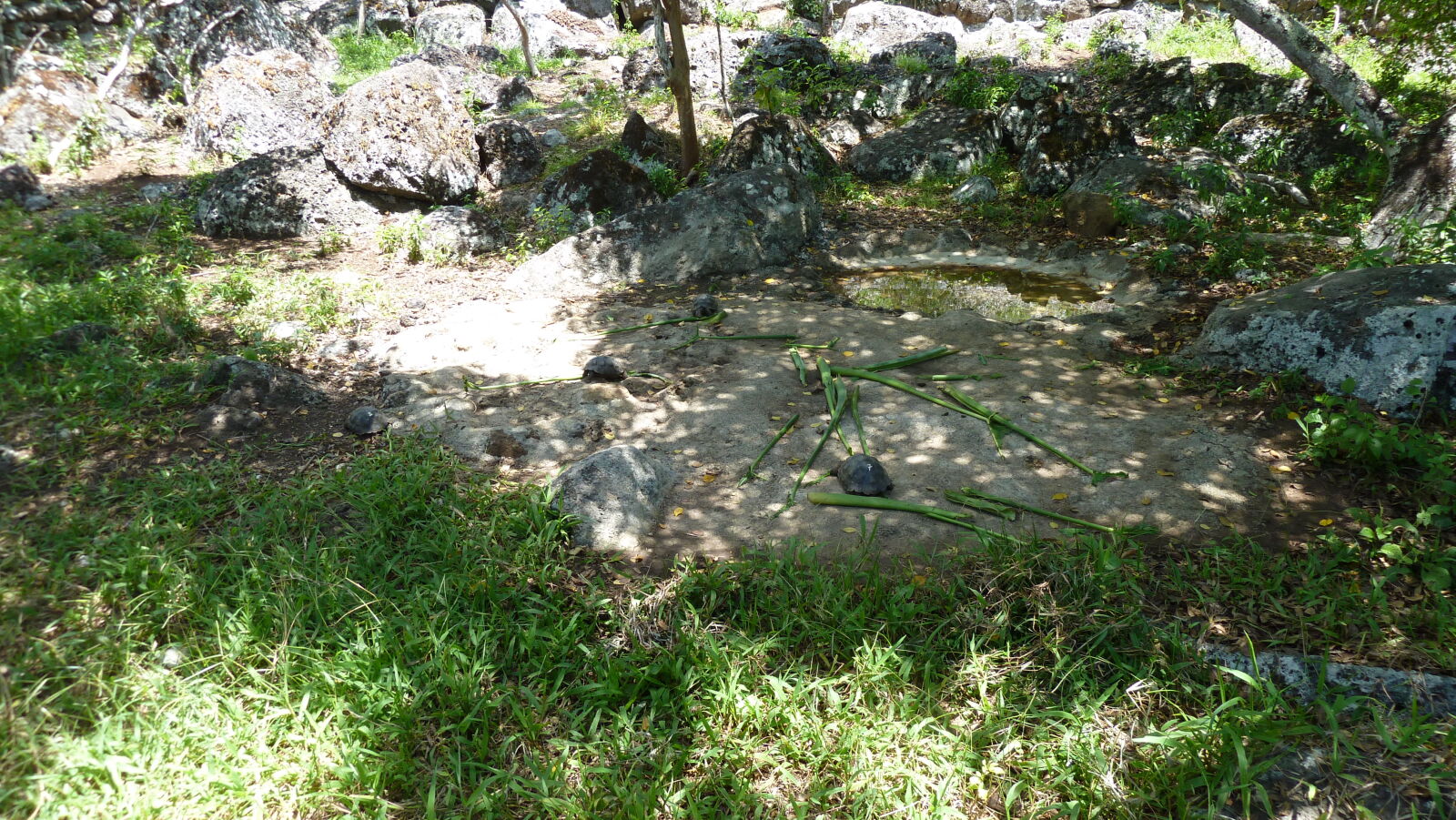 1-5 jährige Schildkröten, Galapaguera de Cerro Colorado, San Cristobal.