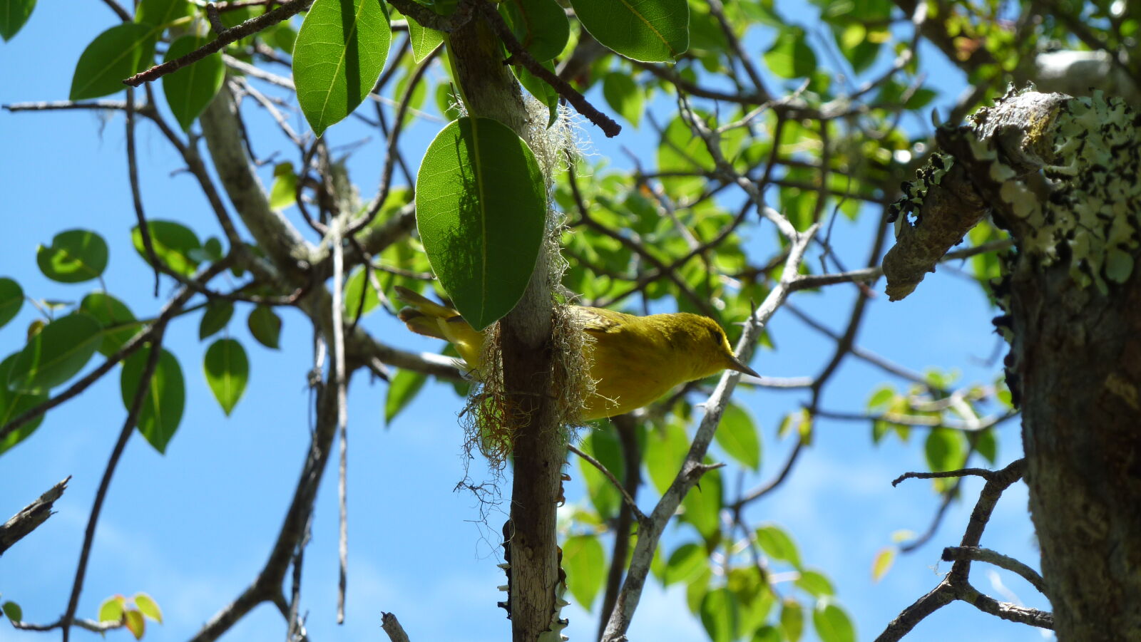 Galapaguera de Cerro Colorado, San Cristobal.