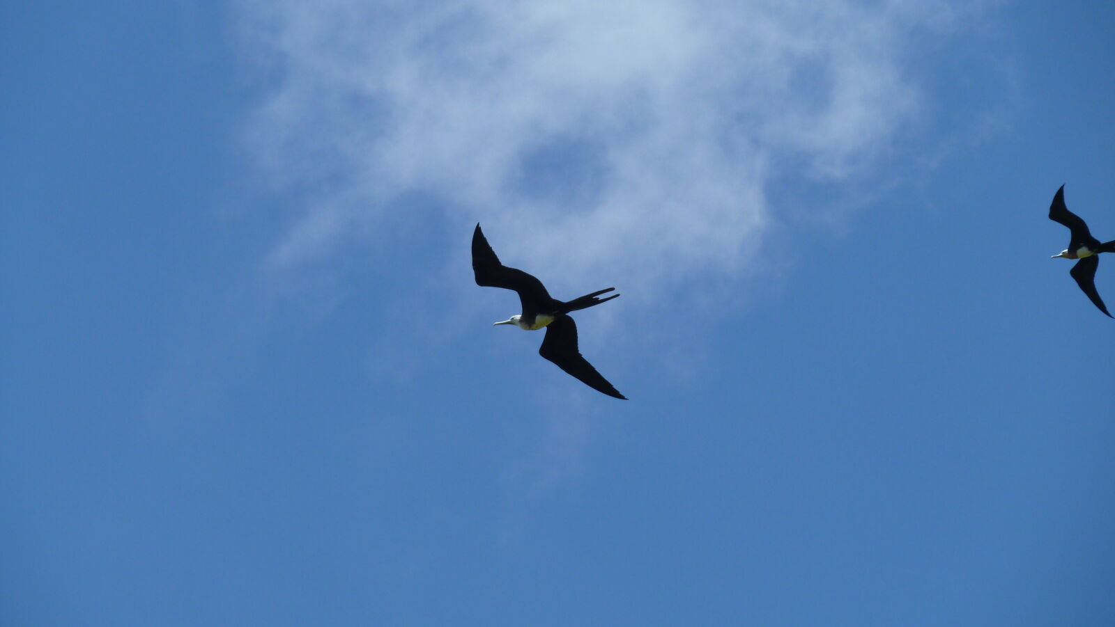 Weiblicher Fregattvogel, El Junco, San Cristobal.