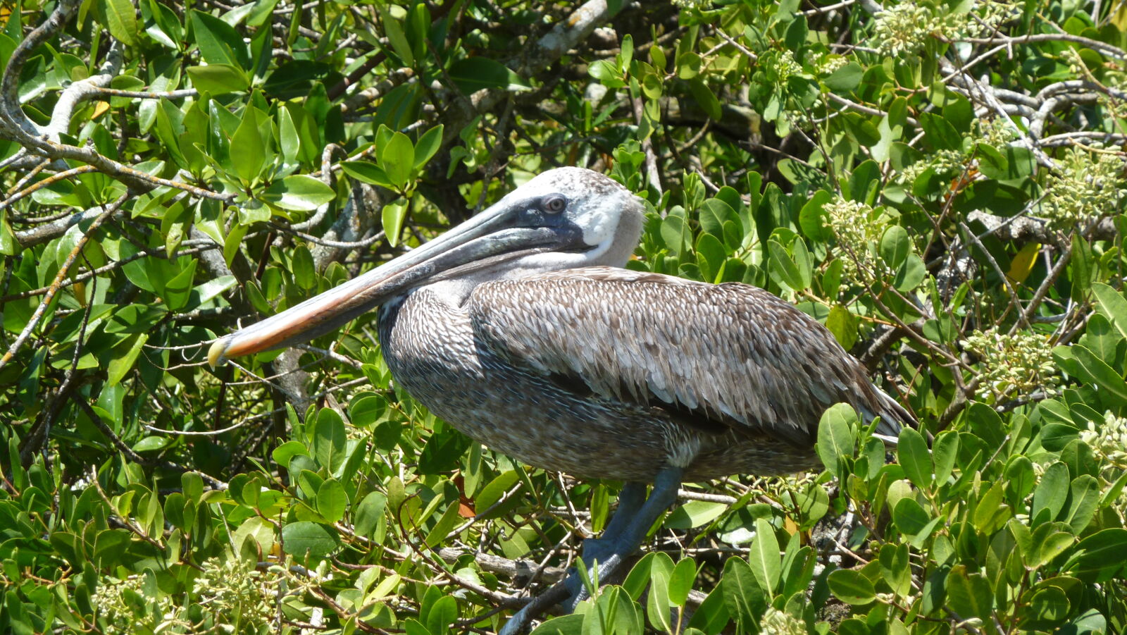 Puerto Ayora, Santa Cruz.