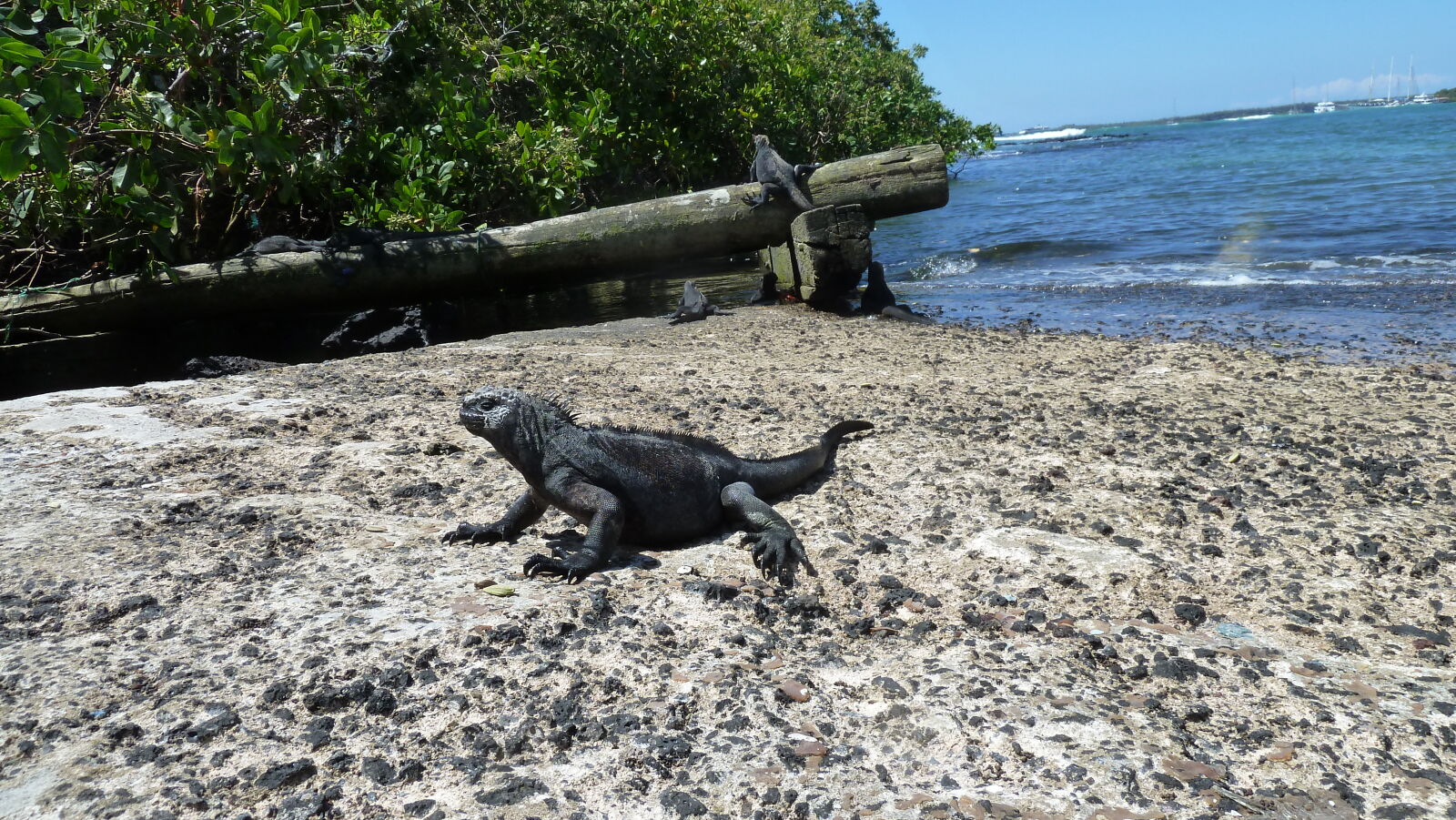 Charles Darwin Research Station, Santa Cruz.