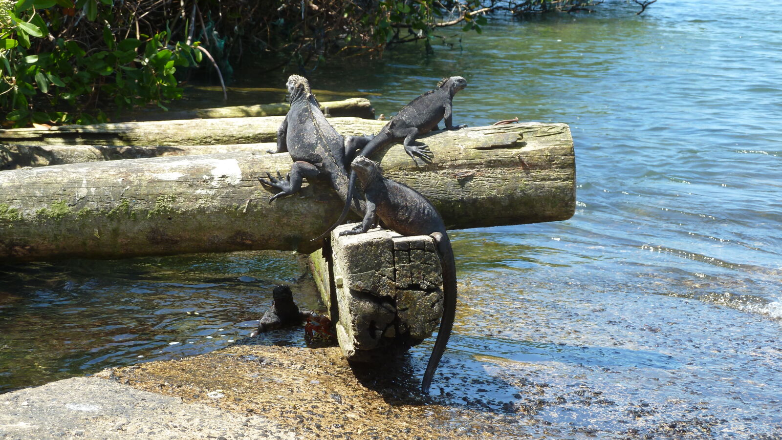 Charles Darwin Research Station, Santa Cruz.