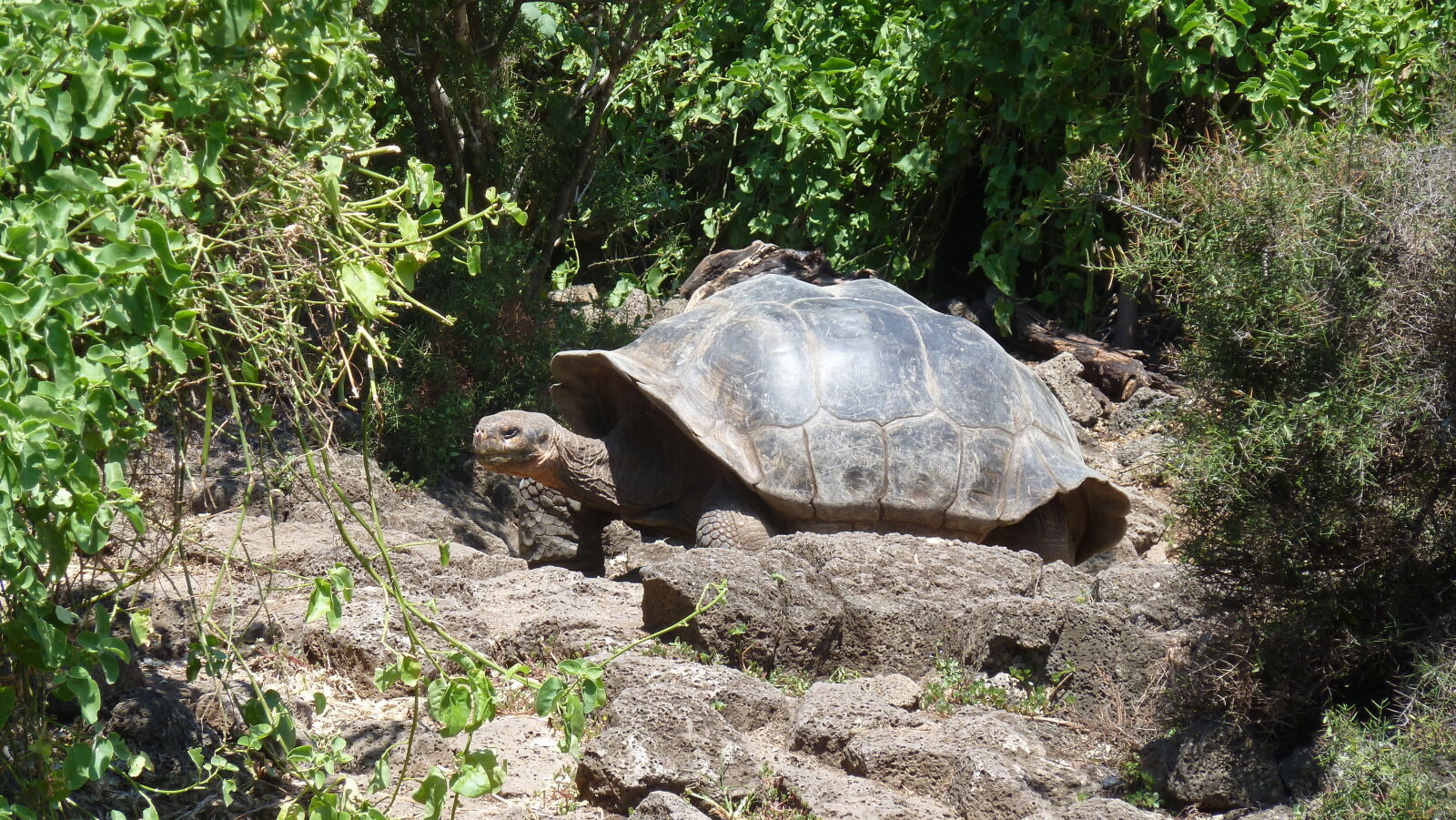 Charles Darwin Research Station, Santa Cruz.