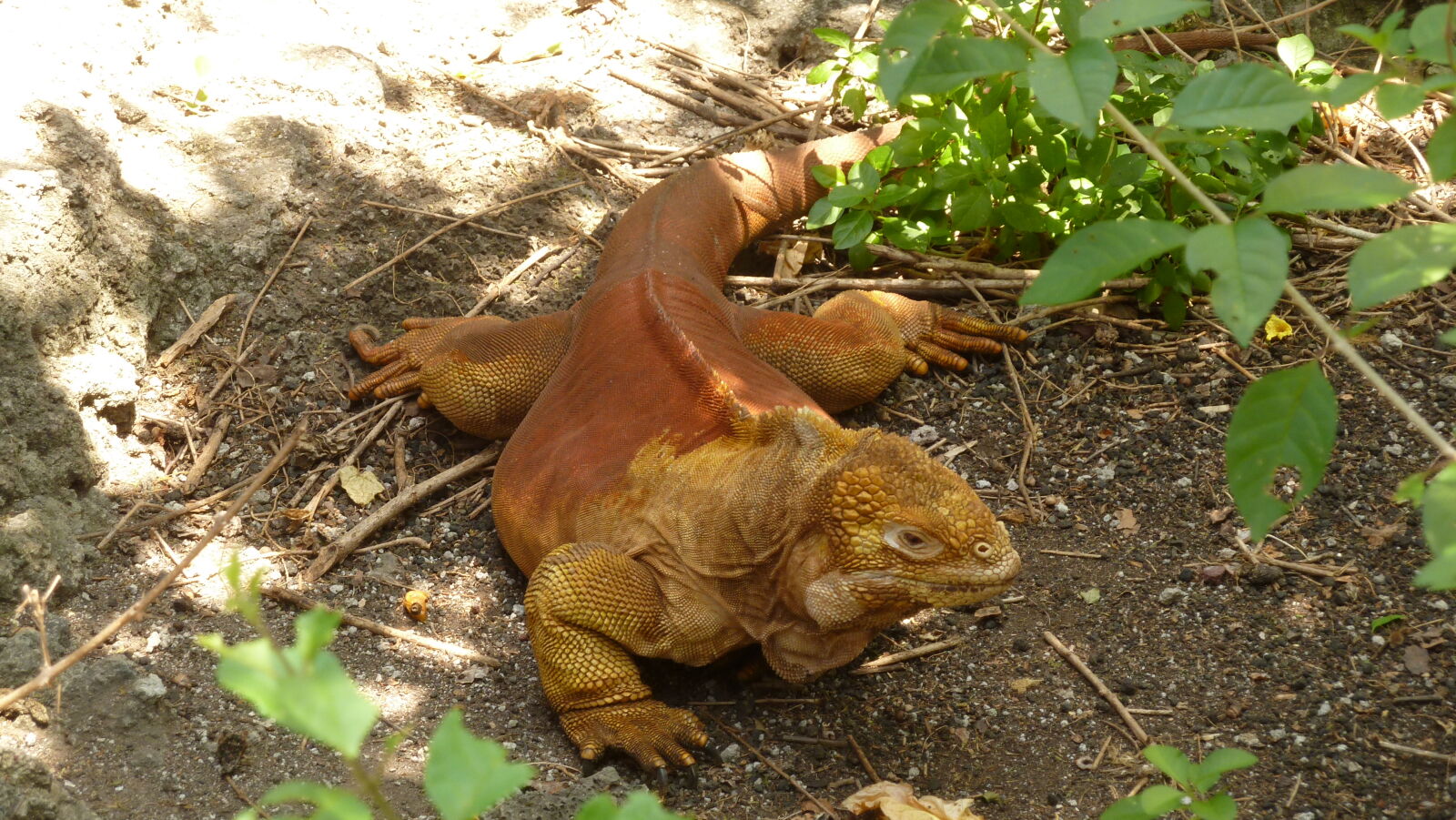 Charles Darwin Research Station, Santa Cruz.