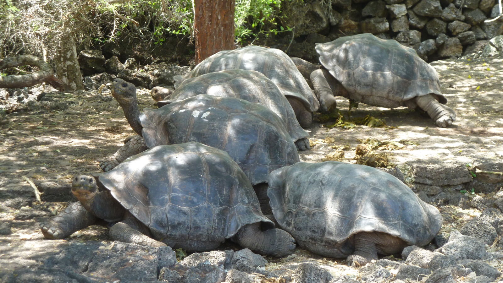 Charles Darwin Research Station, Santa Cruz.