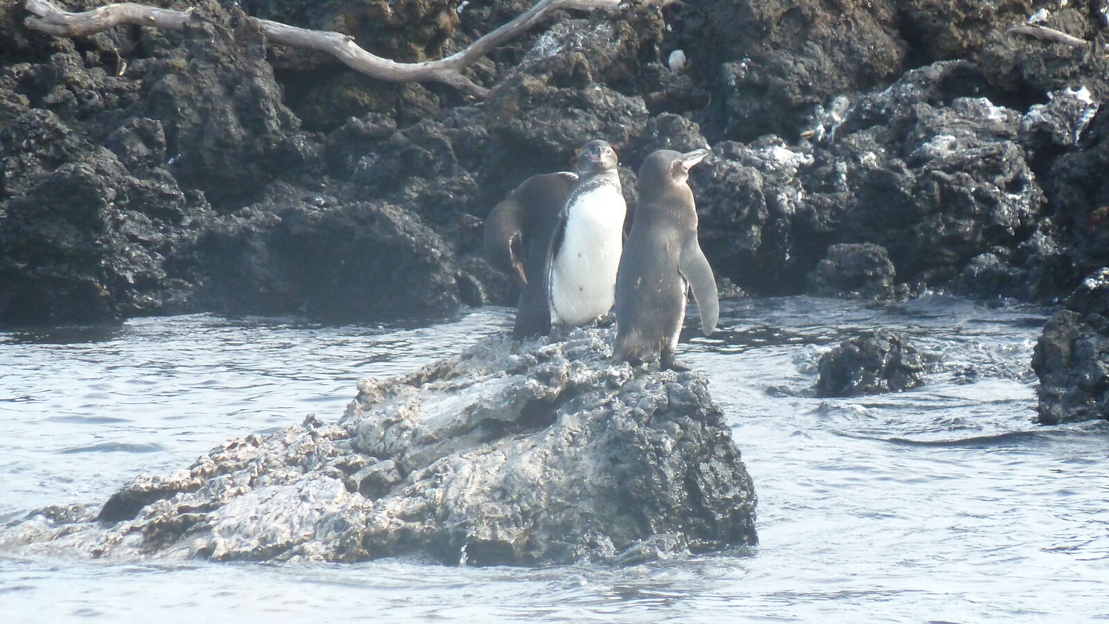 Puerto Villamil, Isabela.