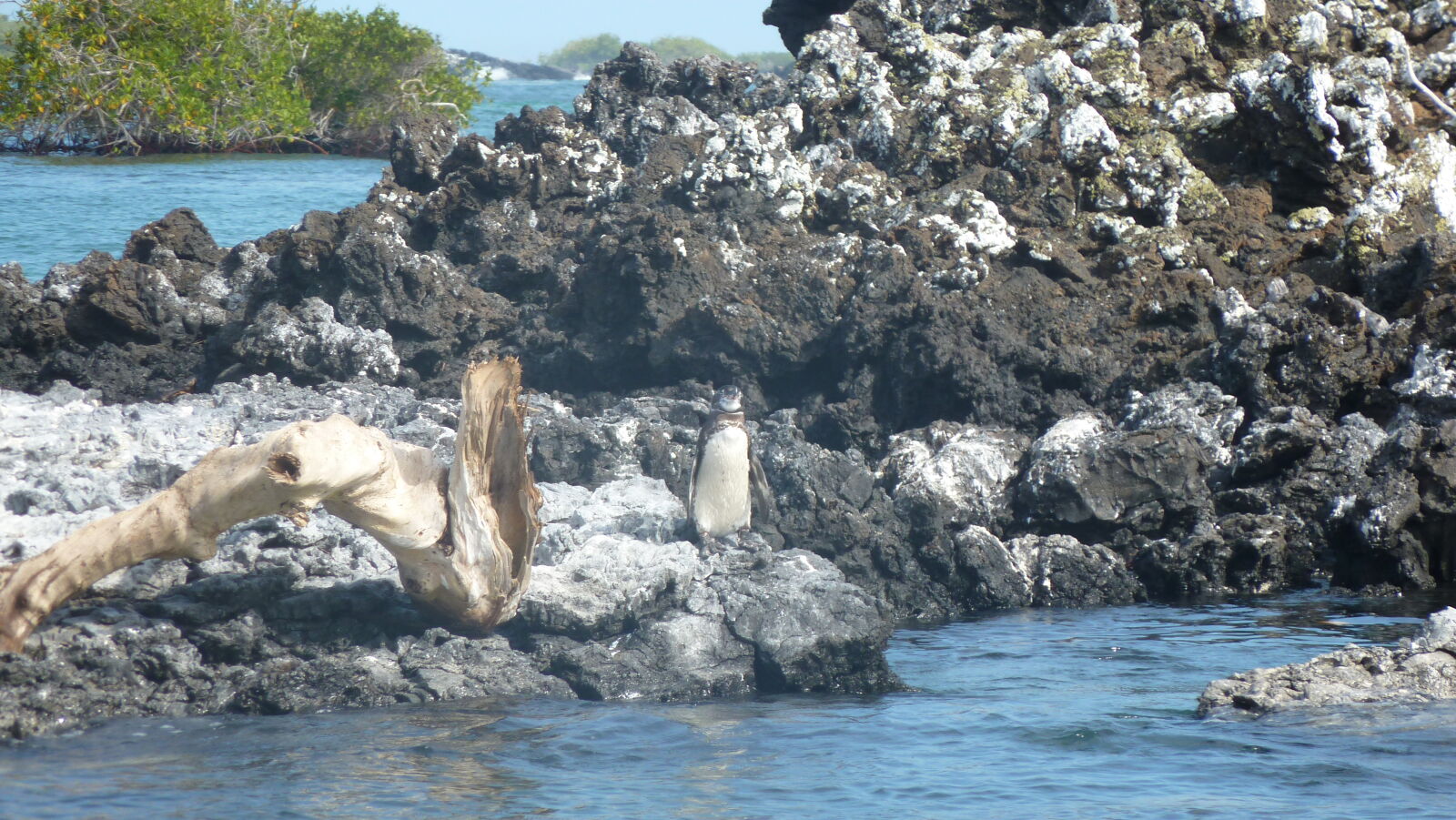 Puerto Villamil, Isabela.