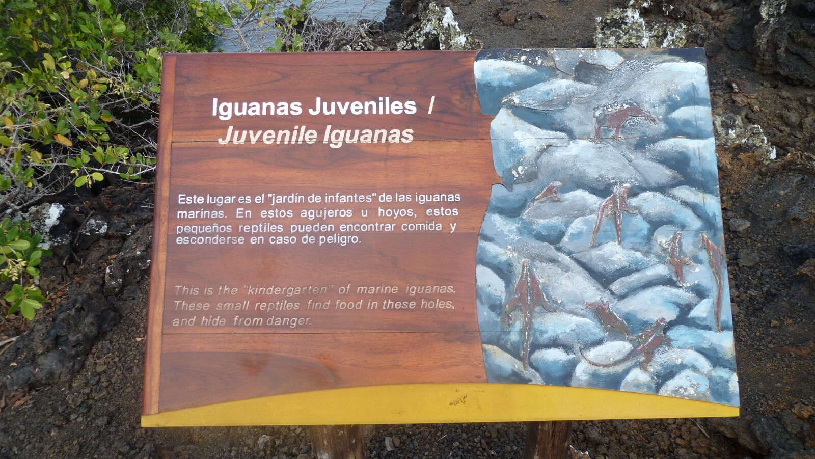 Islote Tintoreras, Isabela.