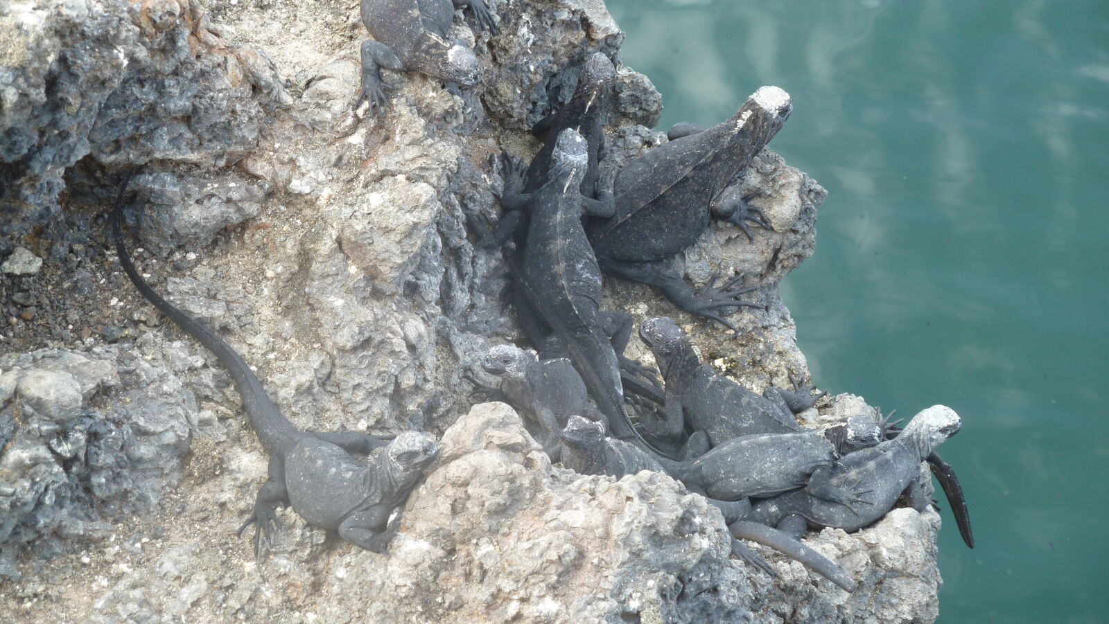 Islote Tintoreras, Isabela.