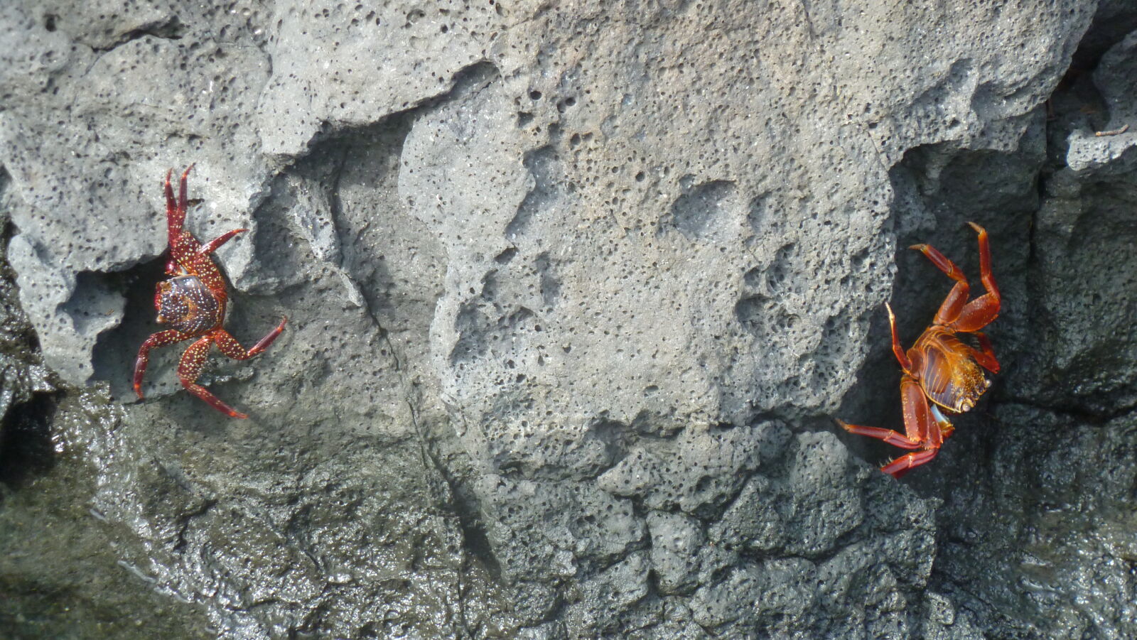 Islote Tintoreras, Isabela.