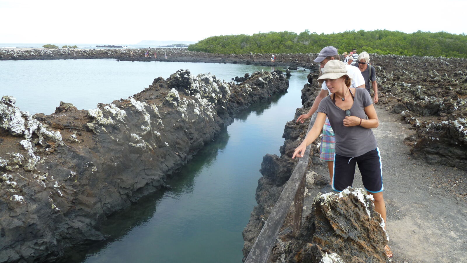 Islote Tintoreras, Isabela.