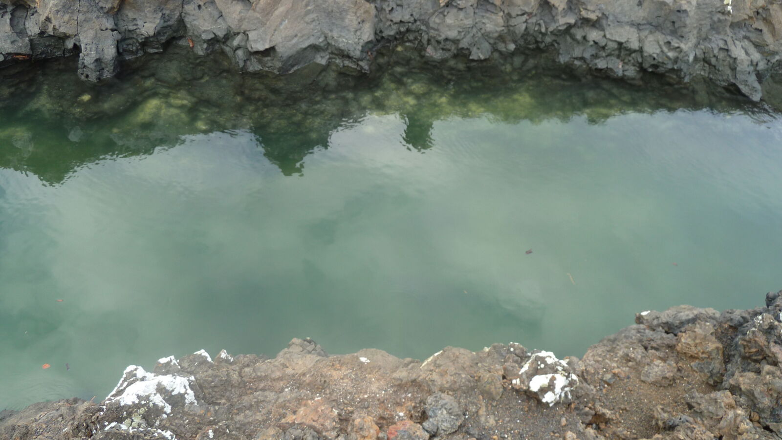 Islote Tintoreras, Isabela.