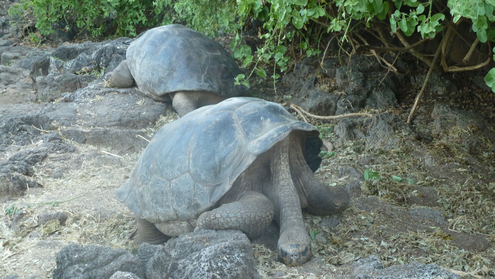 Charles Darwin Research Station, Santa Cruz.