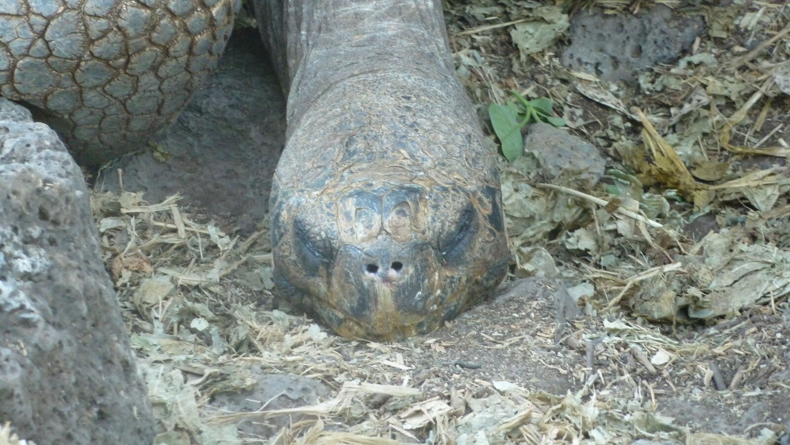 Charles Darwin Research Station, Santa Cruz.
