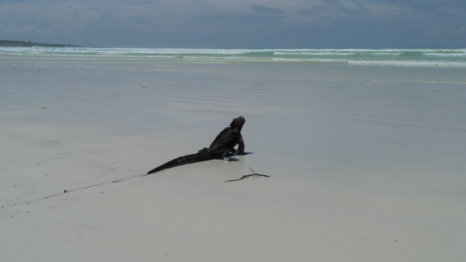 Tortuga Bay, Santa Cruz.