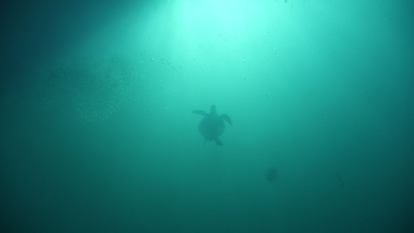 Tauchgang bei Kicker Rock, San Cristobal.