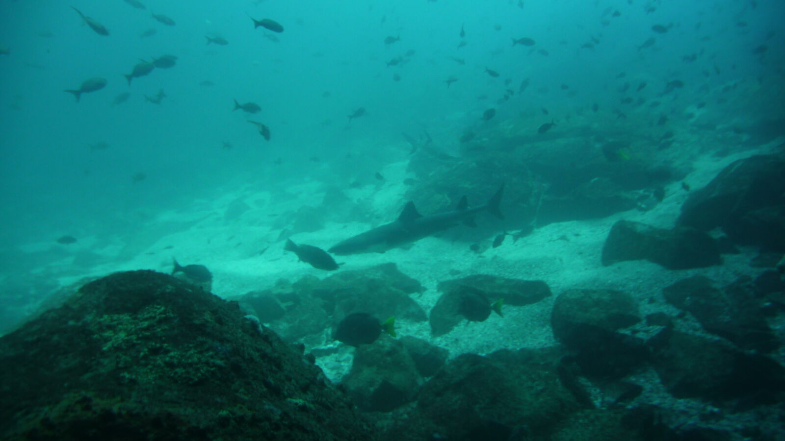 Tauchgang bei Kicker Rock, San Cristobal.