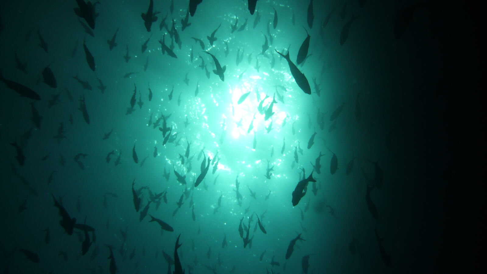 Tauchgang bei Kicker Rock, San Cristobal.
