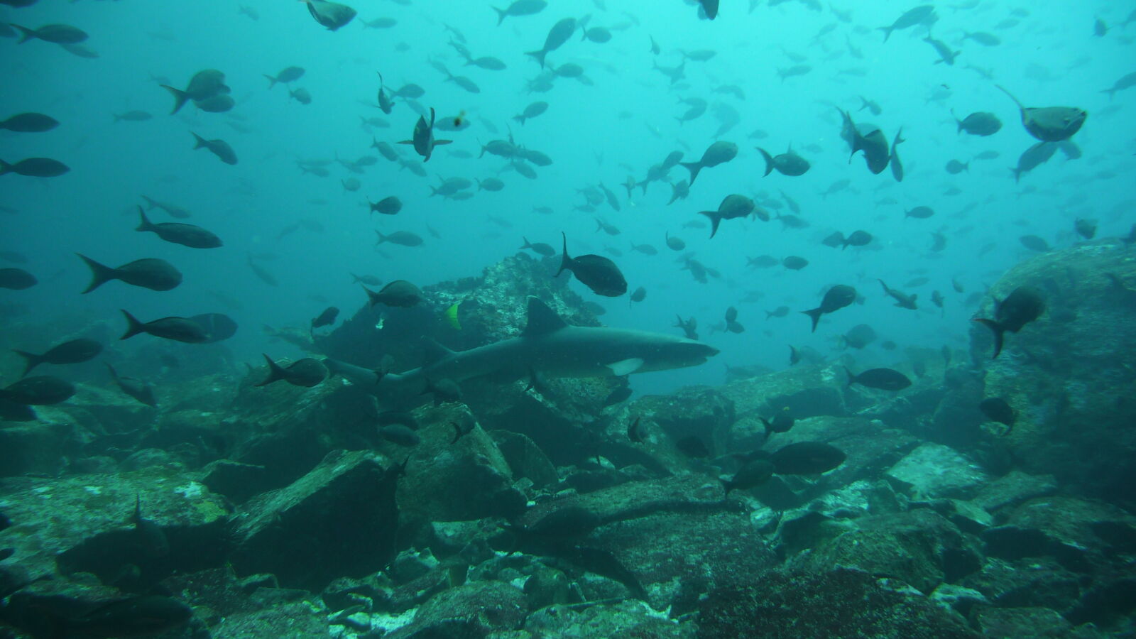 Tauchgang bei Kicker Rock, San Cristobal.